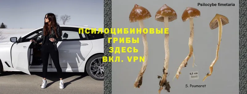 Галлюциногенные грибы Psilocybe  даркнет официальный сайт  Западная Двина 